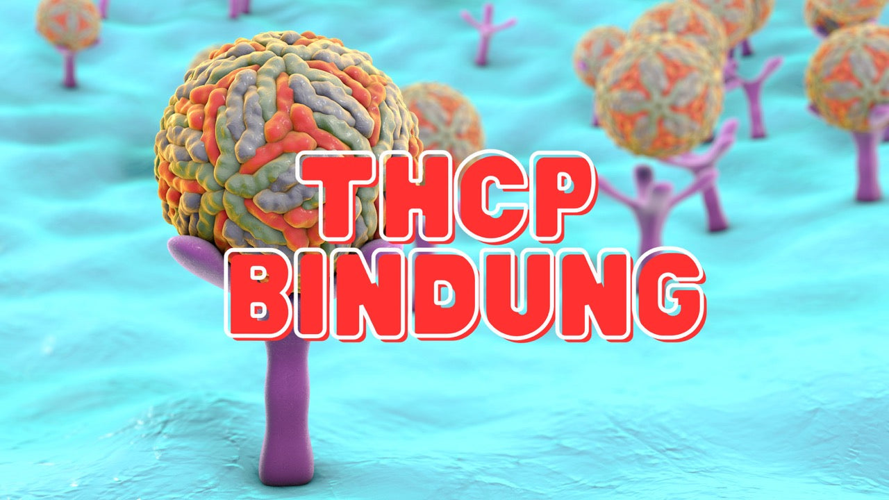 Kugelförmige Moleküle die an Rezeptoren anbinden. Die Bildüberschrift ist rot und schreibt: THCP Bindung 